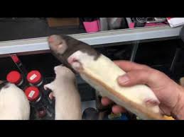 What Is A Rat Pup Feeder Rat Sizes Youtube