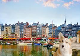 calvados with your dog travel tips and