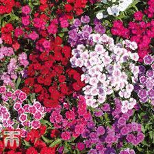 dianthus barbatus indian carpet mixed