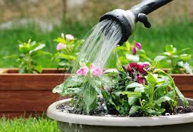 best time to water plants when to