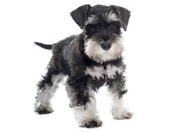 1 miniature schnauzer puppies for