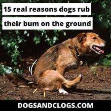 15 real reasons dogs rub their on