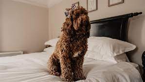 dog friendly hotel widbrook grange