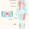 Muscle anatomy of the human body 12 photos of the muscle anatomy of the human body , human muscles. 1