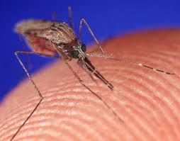 how mosquitoes work howstuffworks