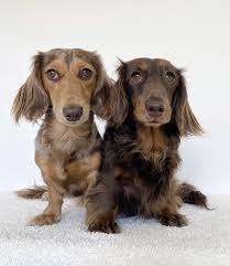 long haired dapple dachshunds are the