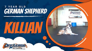 Pets4homes rates the german shepherd breed as 4 out of 5 for size. 7 Year Old Aggressive German Shepherd Killian Best German Shepherd Trainers In Virginia Youtube