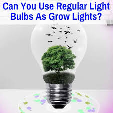 Can You Use Regular Light Bulbs As Grow Lights