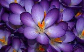 Purple Flowers 6892039