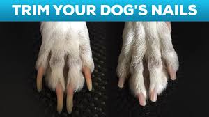 how to cut your dog s nails at home