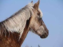 Rocky Mountain Horse Wikipedia