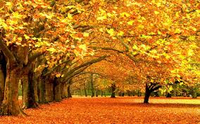trees autumn leaves fallen leaves