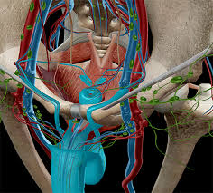 This image is a derivative work of the following images: Anatomy And Physiology Internal Male Reproductive Anatomy