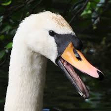 Do Swans Have Teeth? 