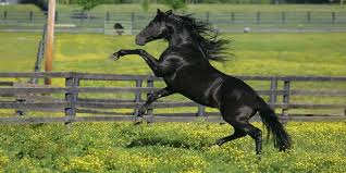 which-country-horse-is-best