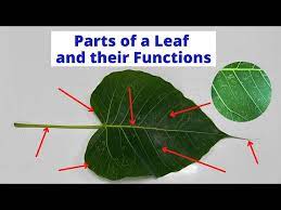 parts of a leaf leaf parts and their