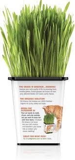To grow cat grass as a houseplant, sow indoors at any time. Pet Greens Live Grasses Indoor Grass For Cats Dogs