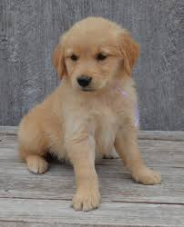Breeds often compared to the golden retriever. Dark Golden Retriever Puppies For Sale Usa Canada Australia Uk