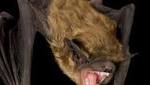 Rabid bats raise alarm from Maricopa County officials
