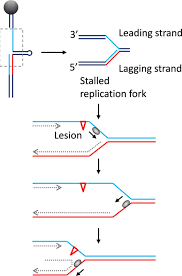 repair of stalled replication forks