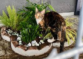 Plants Make Great Catio Additions