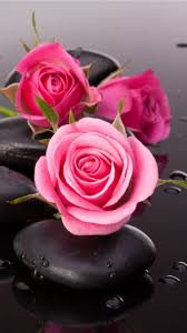 earth stone pink flower pink rose