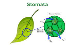 stomata diagram definition functions