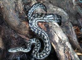 inland carpet python facts and pictures