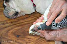 ten easy steps to dremeling your dogs nails