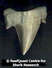 A Guide To Fossil Shark Teeth