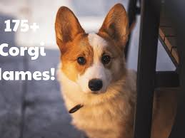 175 corgi dog names with meanings