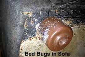 Small White Bed Bugs