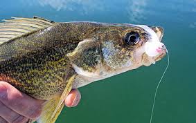 Worm Tricks For Walleye Ontario