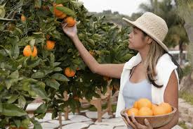 how to pick oranges before a freeze