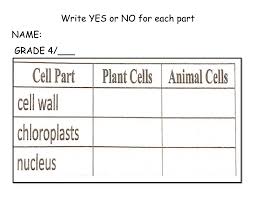 Print answer key pdf take now schedule copy. Fill In The Table Animal Cells Plant Cells Worksheet