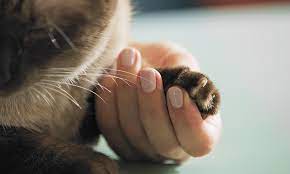 how to trim cat nails step by step