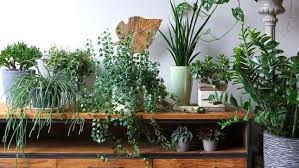 How To Collect Houseplants On A Budget