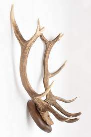 Deer Buck Antlers Horns On Wall Mounted