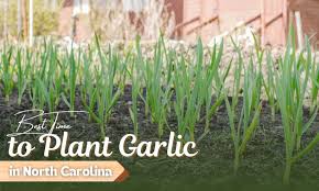 When To Plant Garlic In North Ina