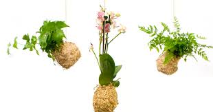 How to make a hanging orchid planter. Diy How To Make An Orchid Kokedama