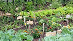 In this coronavirus crisis period, there is an obvious reason for people to. How To Start A Vegetable Garden 8 Steps To Success Stuff Co Nz
