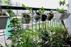 Edible Balcony Gardening Malaysia 10