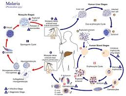 Malaria Protist Characteristics Life Cycle Study Com