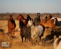 ranch horse desktop wallpapers horse