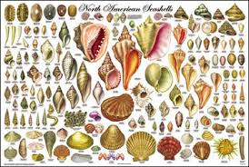 Laminated North American Seashells Educational Chart Ocean Poster 24x36