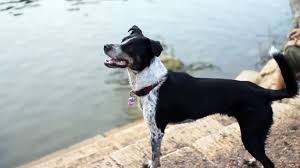 A Complete Guide About Blue Heeler Border Collie Mix