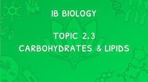 ib biology topic 2 3 carbohydrates