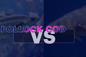 pollock vs cod what differences you may