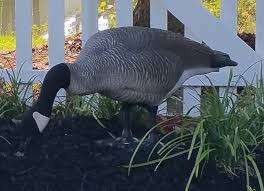 Realistic Feeding Goose Garden Statue