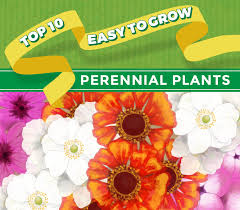top 10 perennial plants thompson morgan